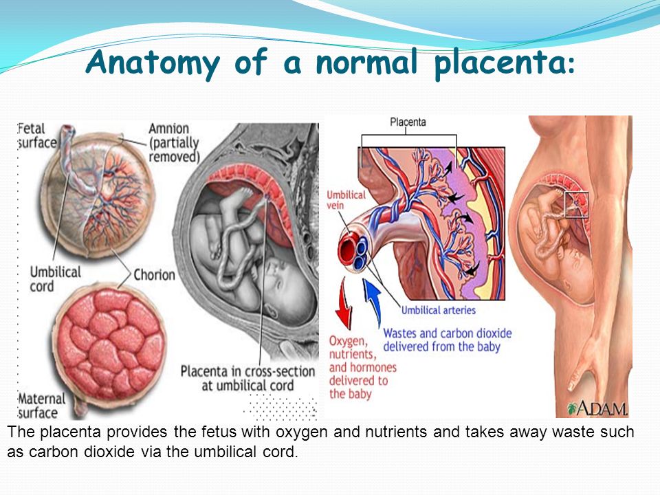 Cuál es la función de la placenta
